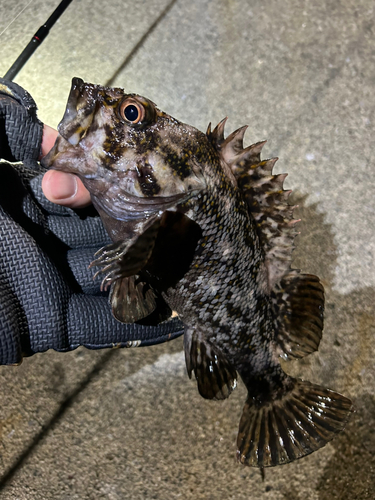 ソイの釣果