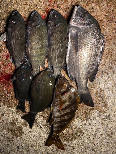 クロダイの釣果