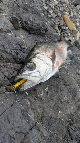 ヒラスズキの釣果