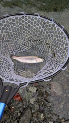 ニジマスの釣果