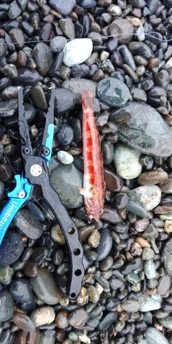 トラギスの釣果