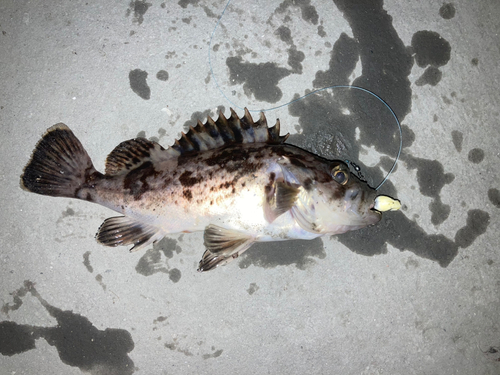 クロソイの釣果