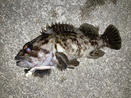 オウゴンムラソイの釣果