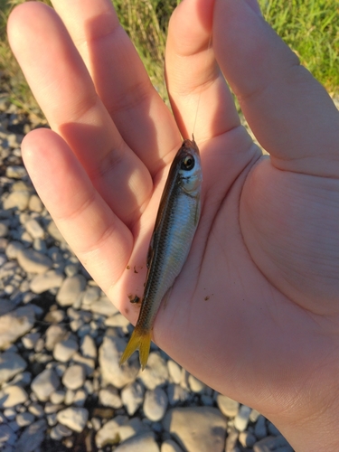 オイカワの釣果