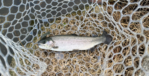 ニジマスの釣果