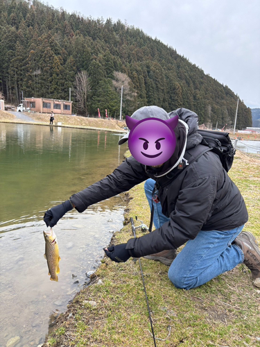 ブラウントラウトの釣果