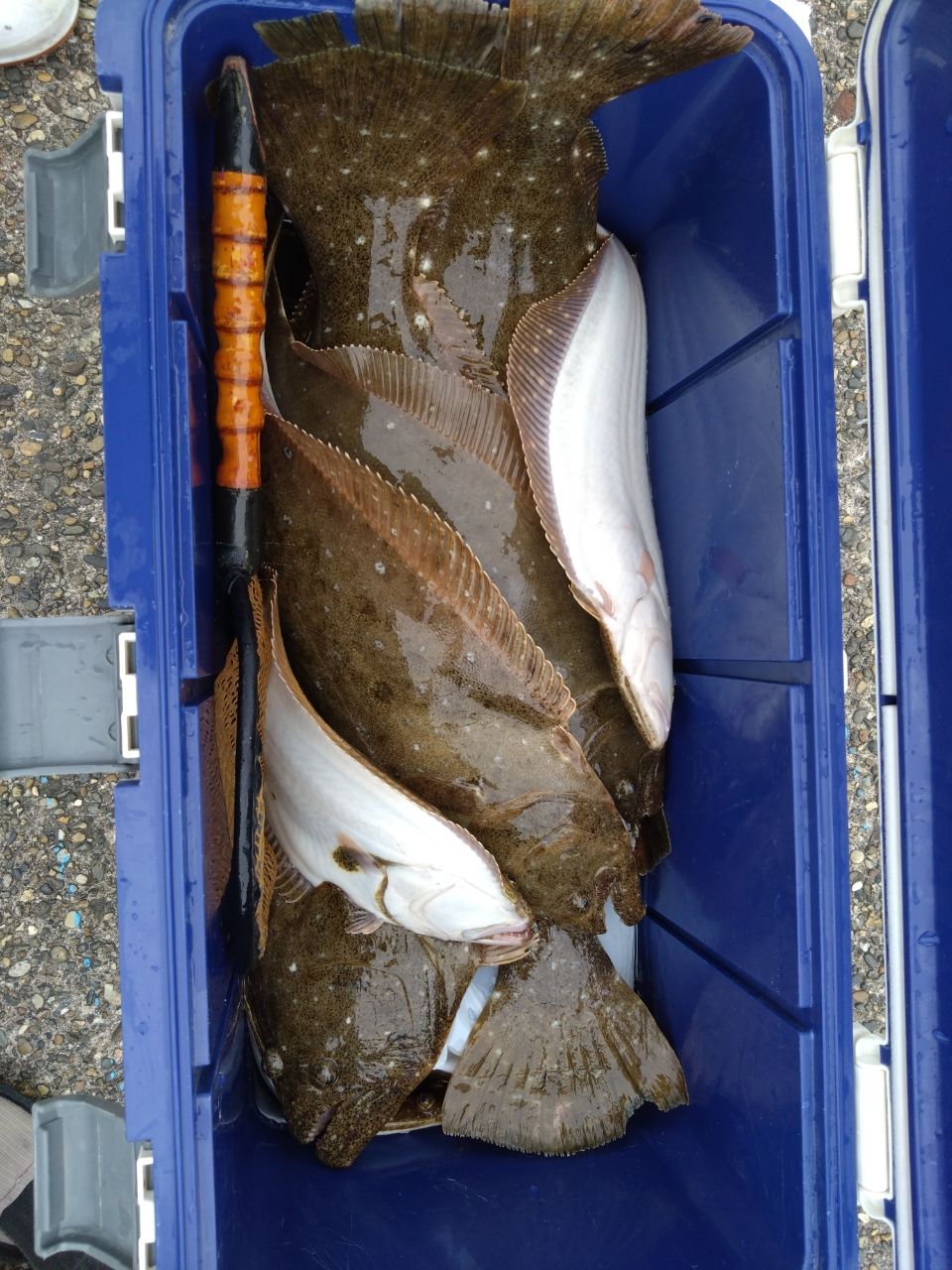 三浦丸　船長さんの釣果 2枚目の画像