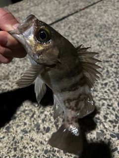 メバルの釣果