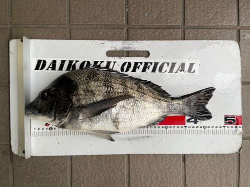 チヌの釣果