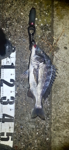 クロダイの釣果