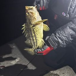 クロソイ