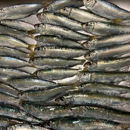 イワシ