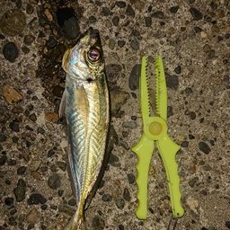 アジ
