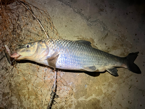 ニゴイの釣果