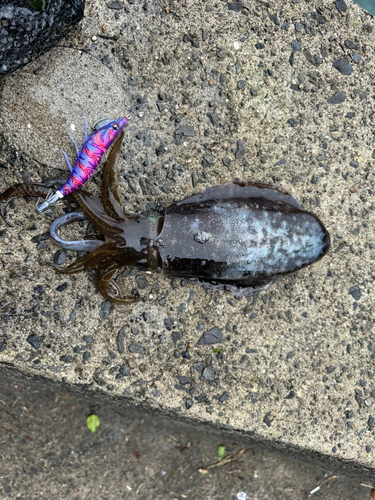 アオリイカの釣果