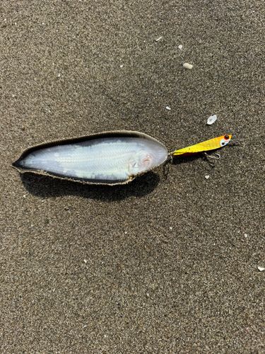 シタビラメの釣果