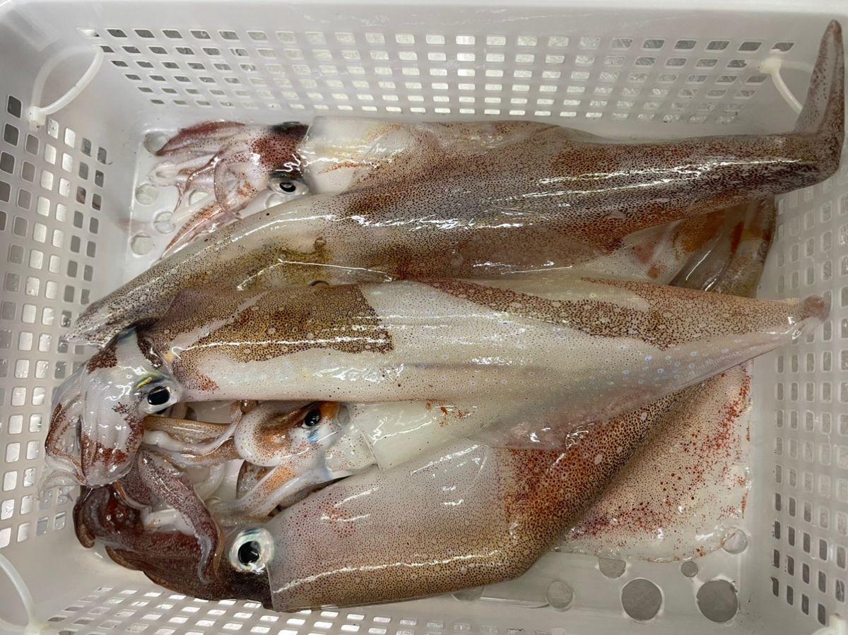 けんぢ46さんの釣果 1枚目の画像