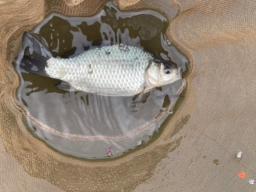 マブナの釣果