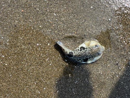 トラフグの釣果