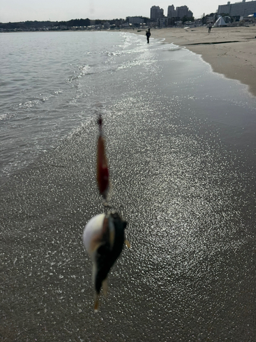 三浦海岸