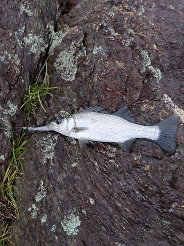 セイゴ（ヒラスズキ）の釣果