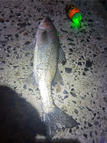 セイゴ（マルスズキ）の釣果