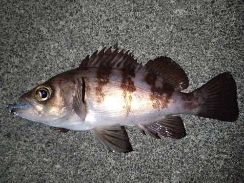 メバルの釣果