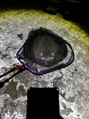 アカエイの釣果