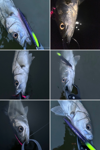 セイゴ（マルスズキ）の釣果