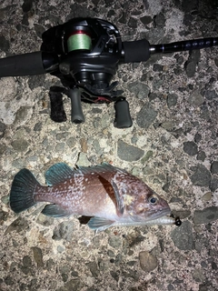 マゾイの釣果