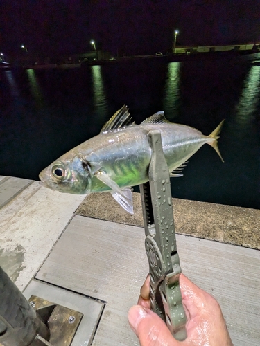マアジの釣果