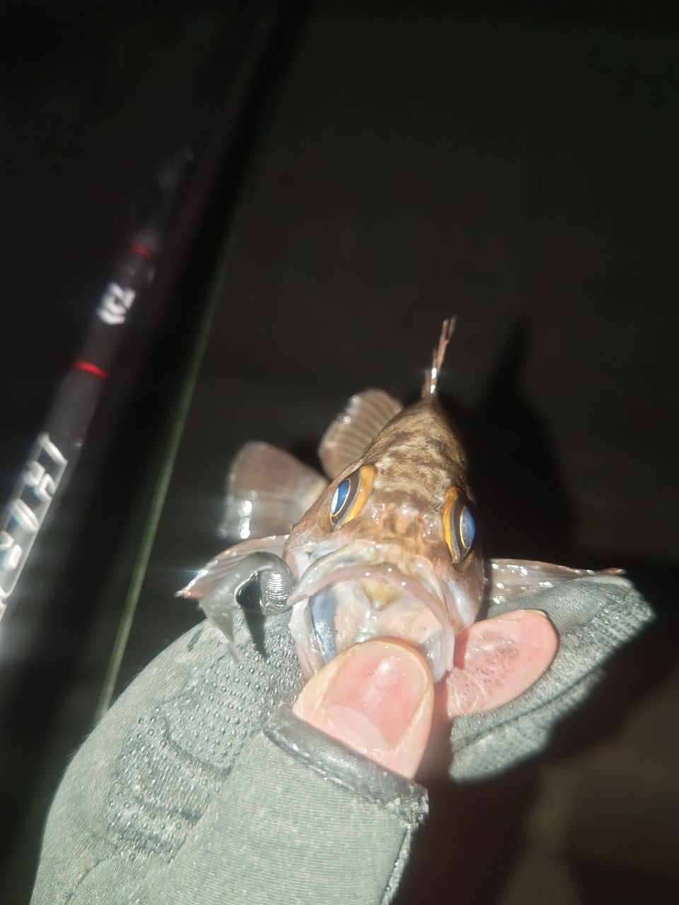 メバル