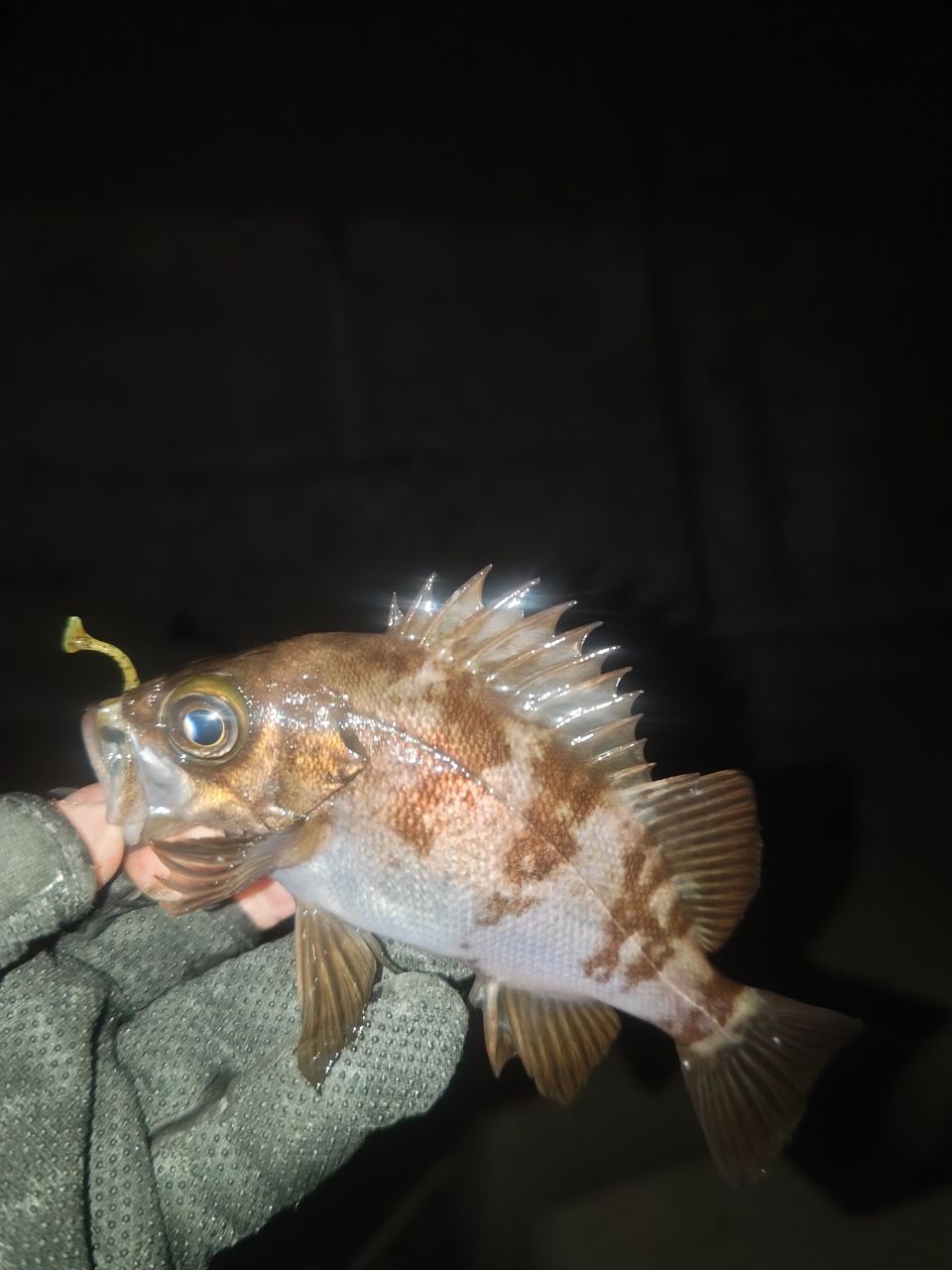 メバル