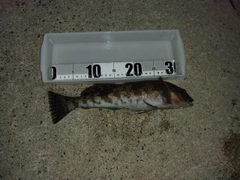 アイナメの釣果