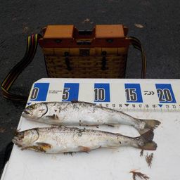 アマゴ