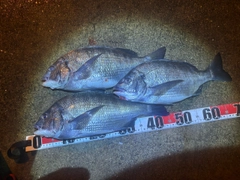 チヌの釣果