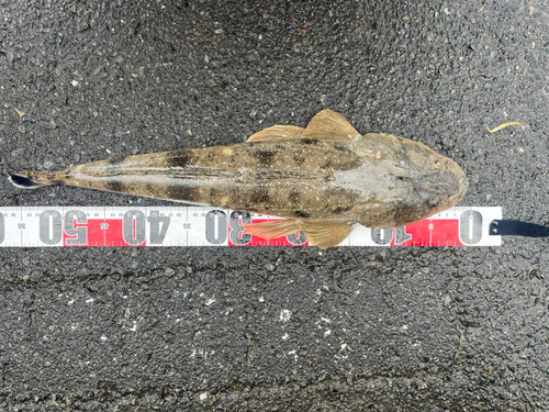 マゴチの釣果