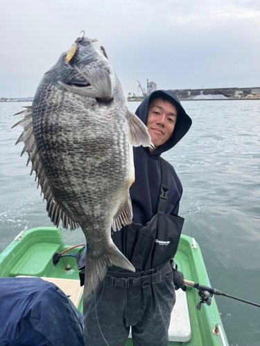 クロダイの釣果