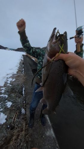 ニジマスの釣果