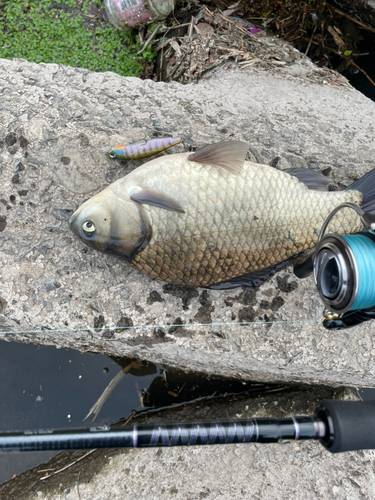 ヘラブナの釣果