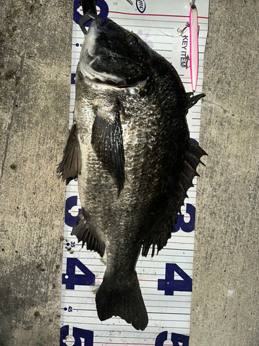 クロダイの釣果