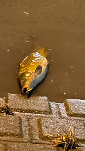 コイの釣果