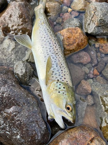 ブラウントラウトの釣果