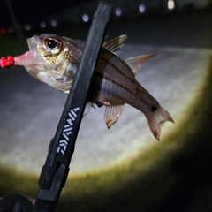 ネンブツダイの釣果