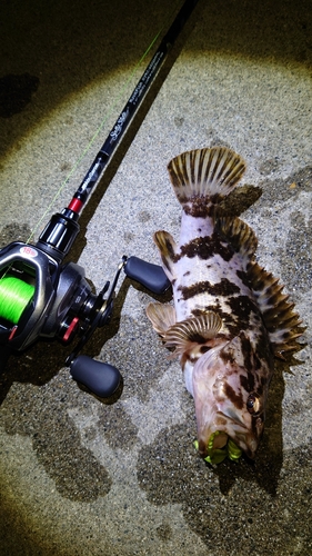 タケノコメバルの釣果