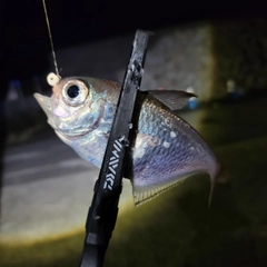 ミナミハタンポの釣果