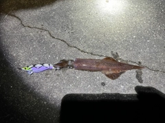 ヤリイカの釣果