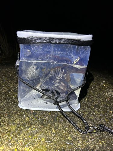 クロソイの釣果