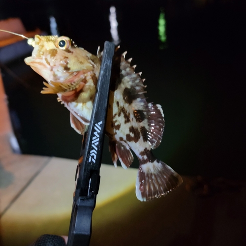 カサゴの釣果