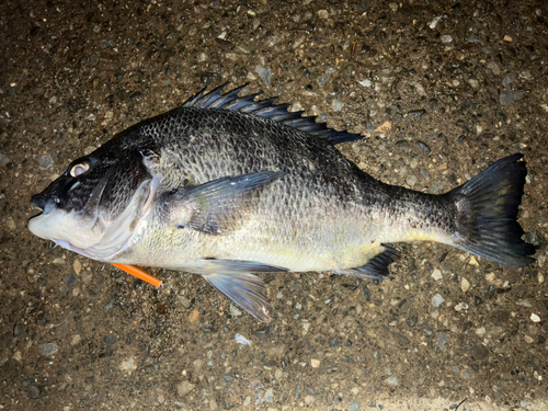 クロダイの釣果